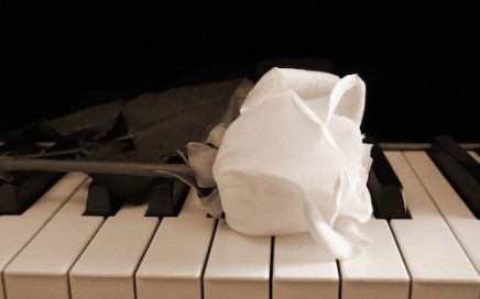 White rose on a piano keyboard