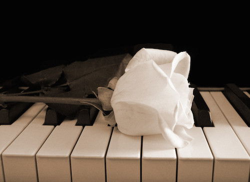 White rose on a piano keyboard